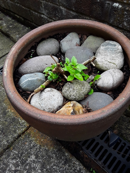 Please help a gardening novice with a neglected garden!