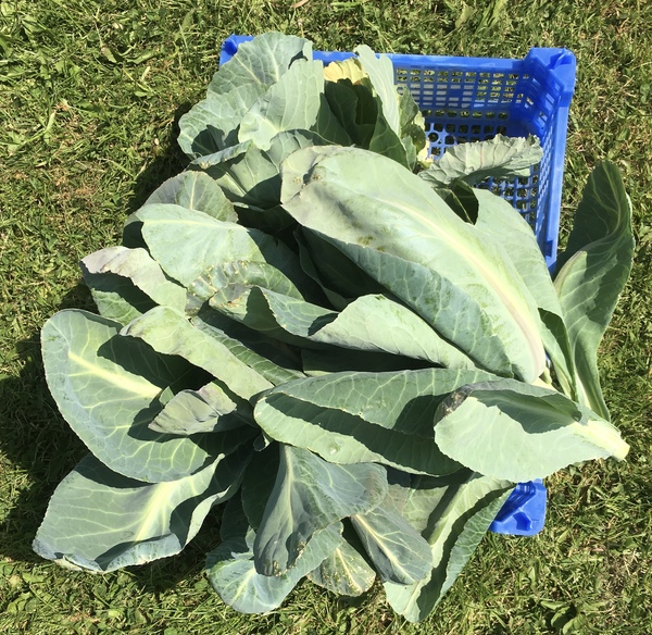 Allotment/Veg Patch Thread 12! Plotmenters hoping for better weather