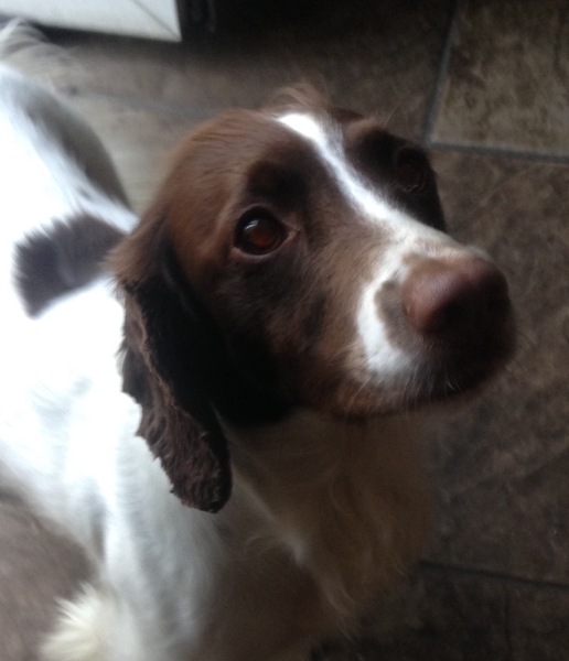 I got her winter coat shaved off...