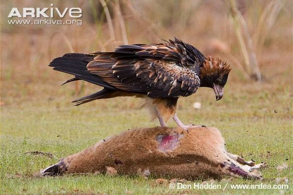 Munroe Bergdorf 'What Makes a Woman' Channel 4 16/5