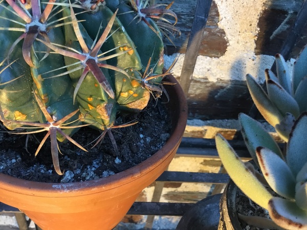 Spotty cactus