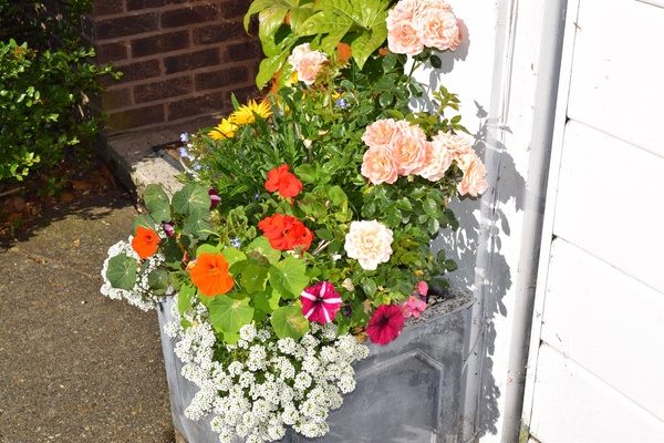 It’s summer - time for flowers in garden!