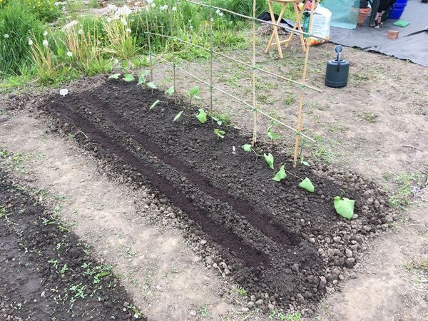 Allotment/Veg Patch Thread 12! Plotmenters hoping for better weather