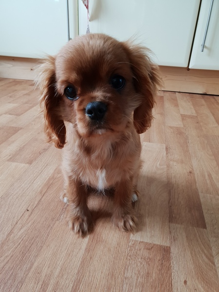 Help choosing family pet