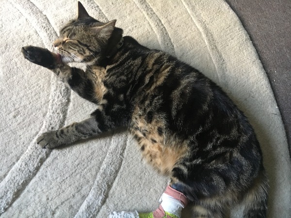 What's your DCat up to today? Episode 6, Return of the... Cats?