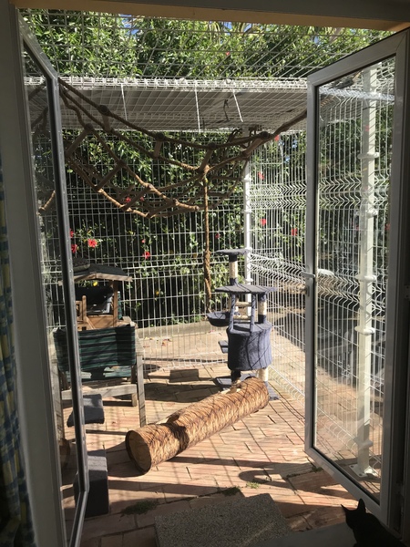 Kittens, French doors, hot summer