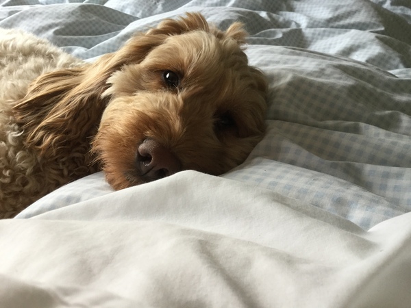 General Dog Chat Part II