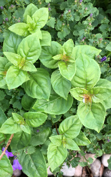 What is this plant?