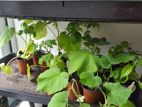 Allotment/Veg Patch Thread 12! Plotmenters hoping for better weather