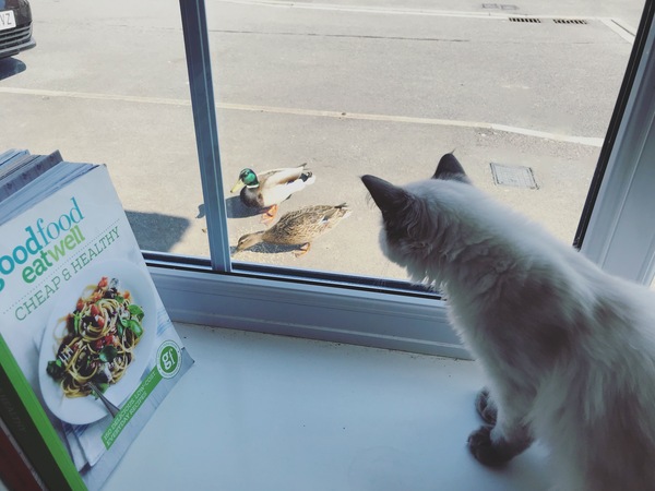 AIBU to feed the ducks?