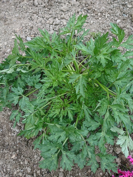 Plant or weed??