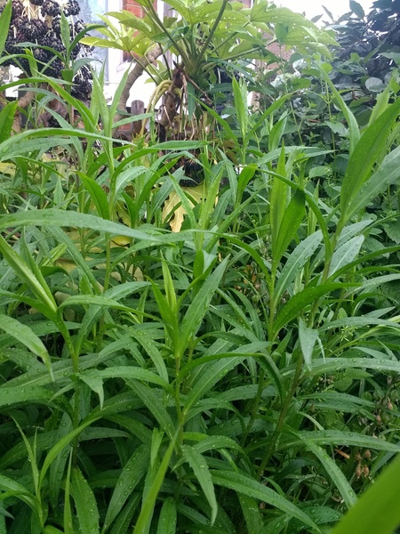 Yet another plant/weed identification thread