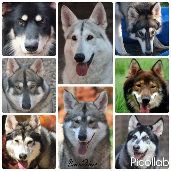 Northern Inuit/British Timber Dogs