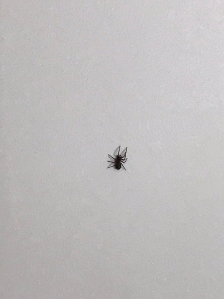 To have put him outside for trying to get in my bed (warning - spider pic)