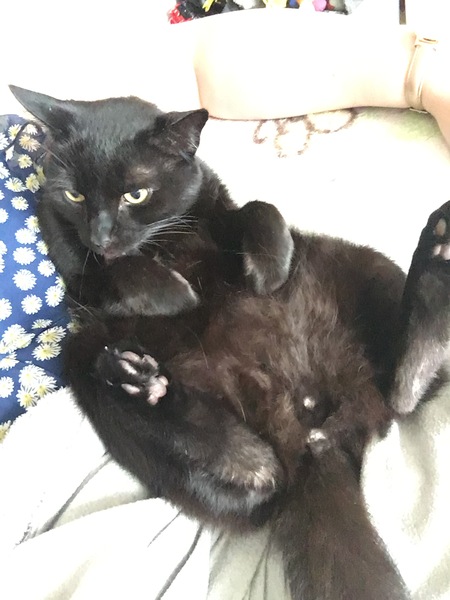 or did we get sold defective cats?