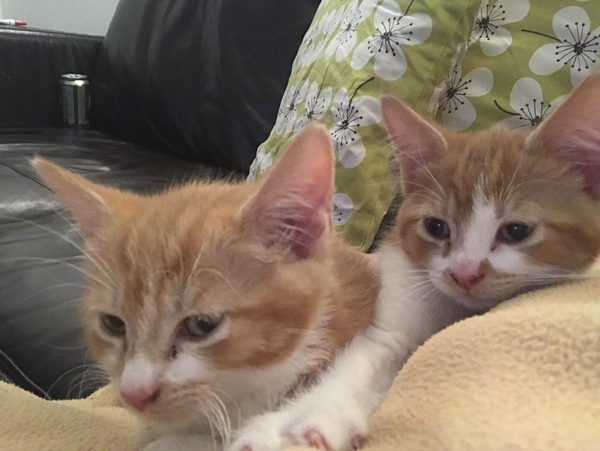 I love my new kittens
