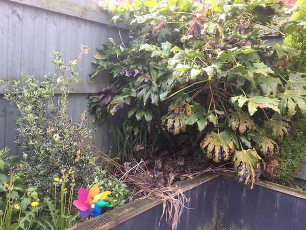 What is killing these plants?