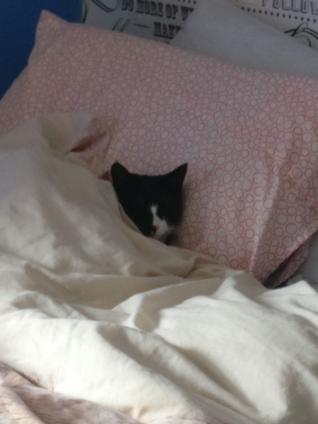 .. to be jealous of my cat..