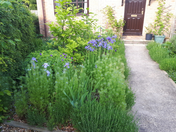 What to sow following forgetmenots
