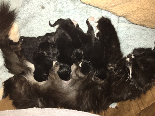 Pregnant queen- am I doing enough?