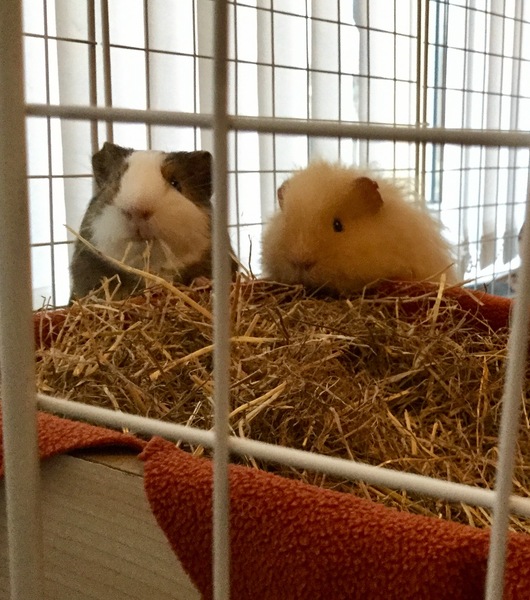 I need to show you this pic of my pig (please excuse my giant boob in shot!)