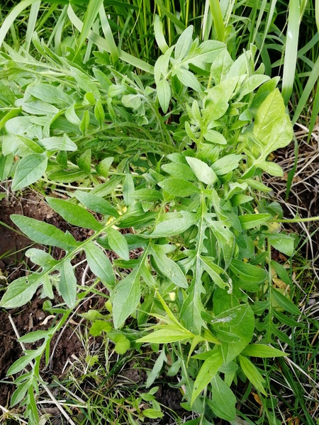 Weeds, nice plants, horrid plants??