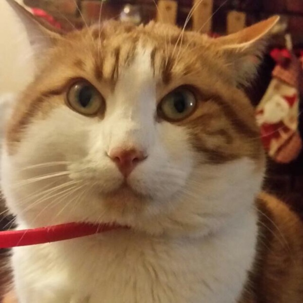 To give my cat away because he pees all over the house?
