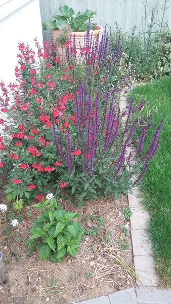 Help me fill up my new flowerbeds please