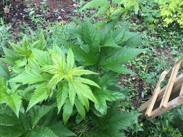 Anyone know what this is?
