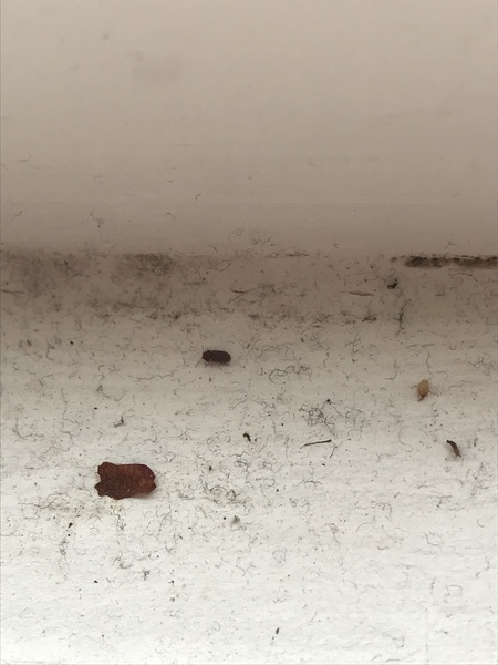 Our whole flat is infested with these bastards. What are they?!