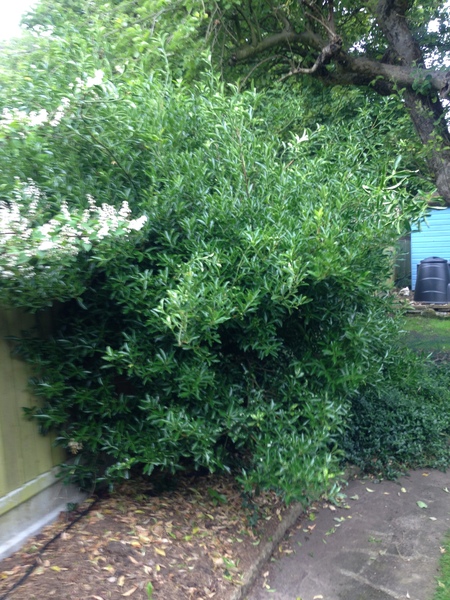 Does anyone recognise this shrub?