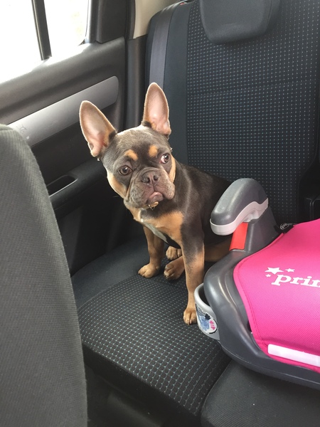 Small Dog suggestions? Looking for a new family member