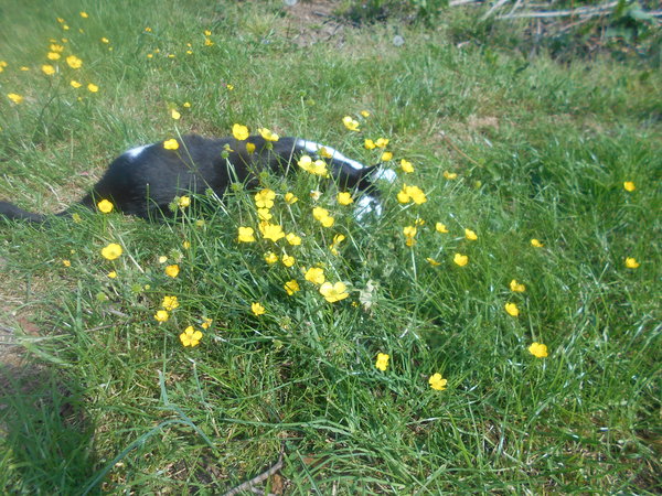 Do you judge people who don't mow or weed their lawn?