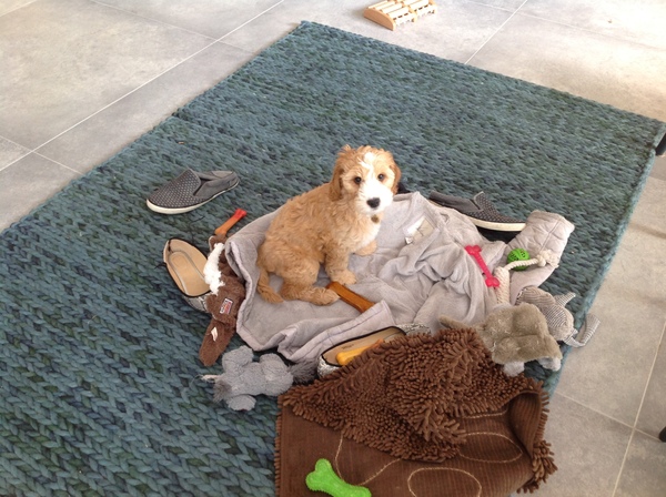 Am I making the right decision to get a puppy? Please give me advice!