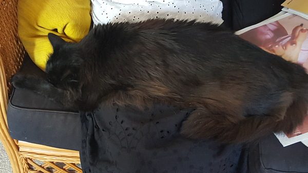 What's your DCat up to today? Episode 6, Return of the... Cats?