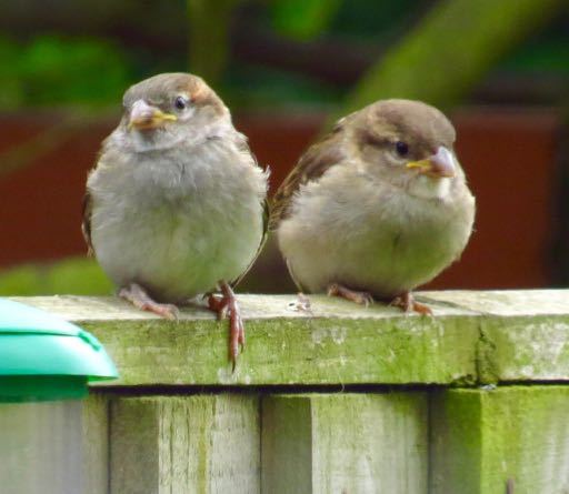 Is this the right place to talk about garden birds?