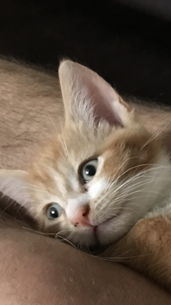 I love my new kittens