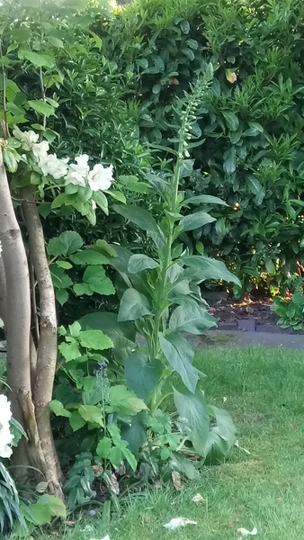 What are these plants.