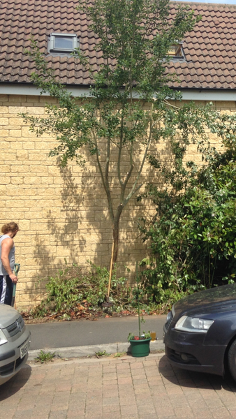 Could anyone ID this tree for me please?