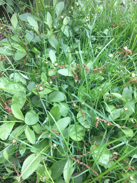 More weed or not help please?