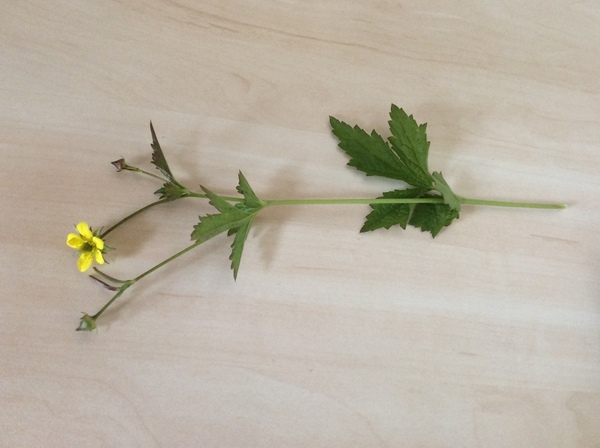 What is this plant?