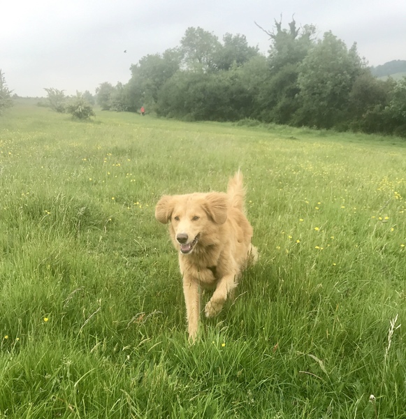 General Dog Chat Part II