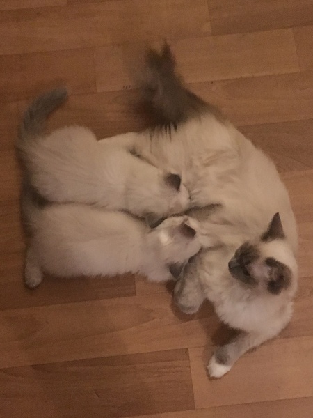We have kittens!