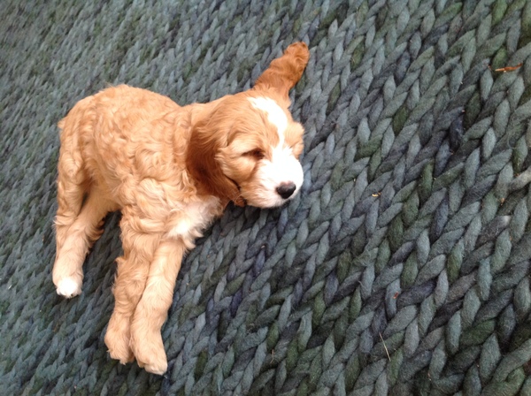 Tips for surviving puppy motherhood? 🐶