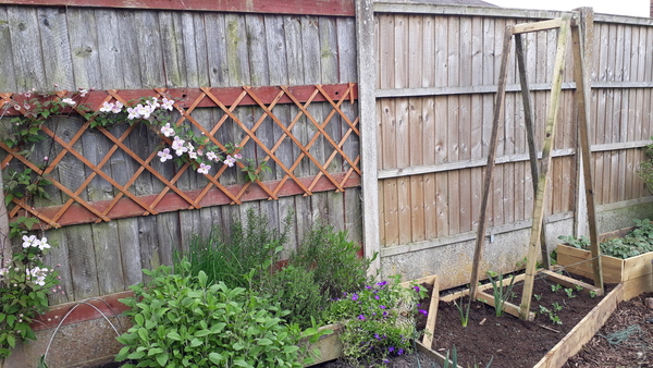 Allotment/Veg Patch Thread 12! Plotmenters hoping for better weather
