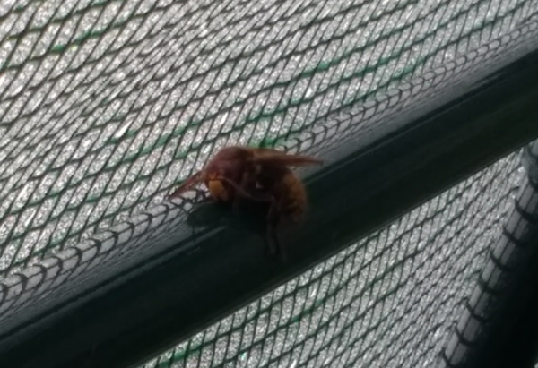 Not a plant identification but an insect... (close up pic of insect)