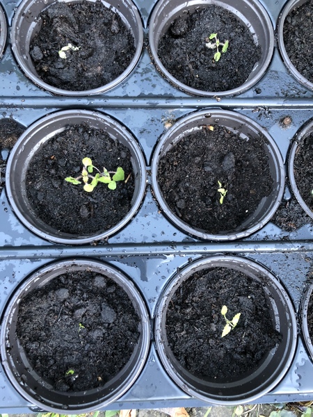 Has anyone grown Rhodochiton (Purple Bell Vine) from seed ?