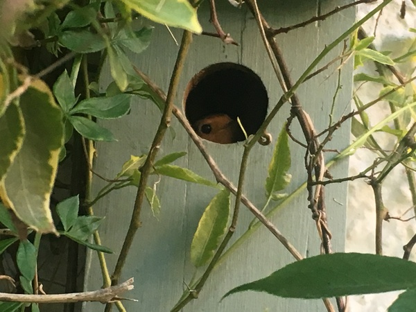 To think the blackbird is doing a bloody good job as a single parent?