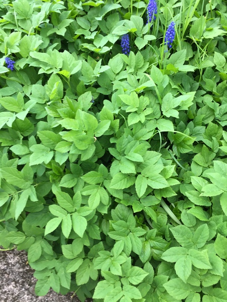Anyone know what this plant is?