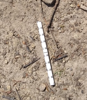 What is this new litter?